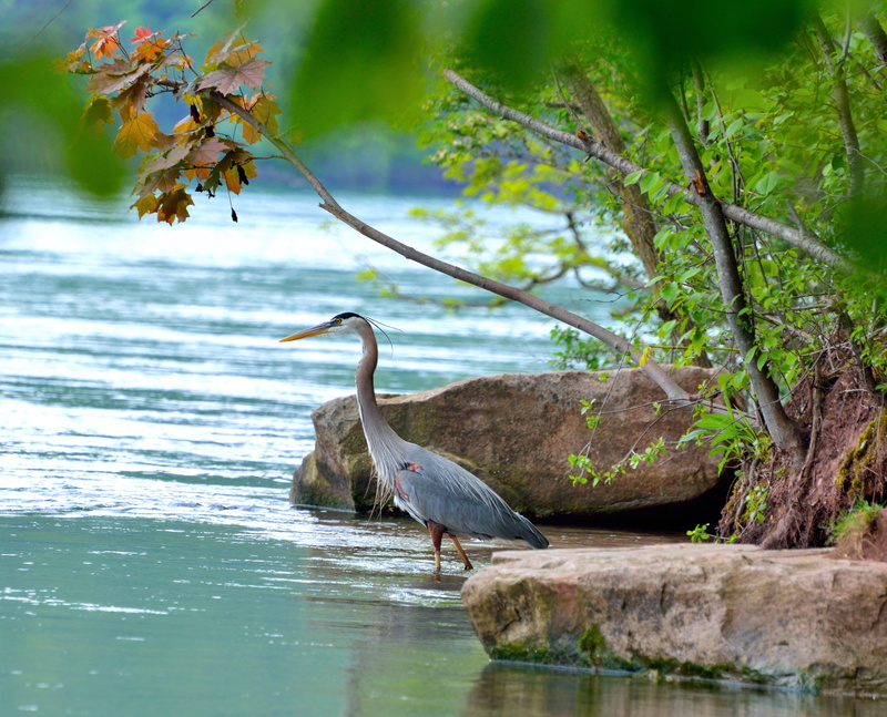 lake, bird, animal themes, wading bird, great blue heron, tree, one animal, nature, animal, animals in the wild, day, perching, vertebrate, great, beauty in nature