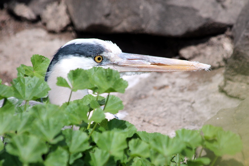 animal wildlife, grey heron, bird, long-legged, day, plant, animal body part, vertebrate, animal eye, wading birds, heron, outdoors, fauna, feathered race