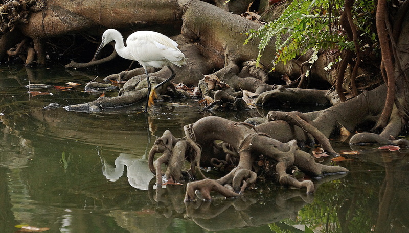 water, nature, outdoors, animal themes, heron, 4K, reflection, plant, swan, waders, animal, pond, flock of birds, no people, large group of animals, waterfront