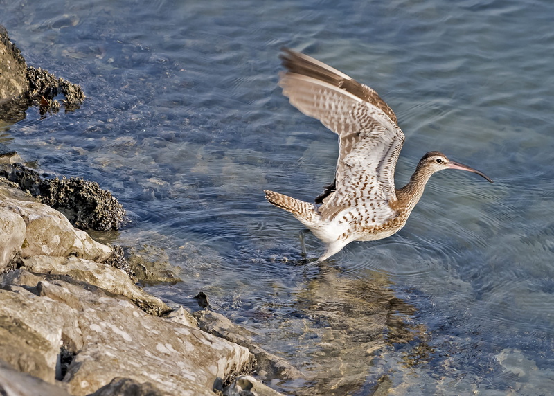 water, ocean, long billed curlew, wild, nature, no people, animal, seagull, wader, curlew, bird, day, waterfront, fauna, flying, lake, outdoors, 2K, long-billed