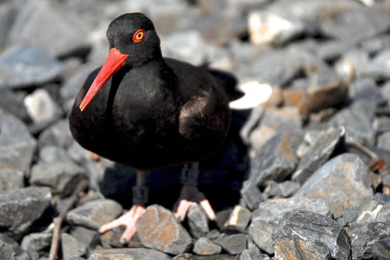 wildlife, vertebrate, focus on foreground, animals in the wild, usa, animal wildlife, full length, wader, bird, black oystercatcher, rock, close up, looking