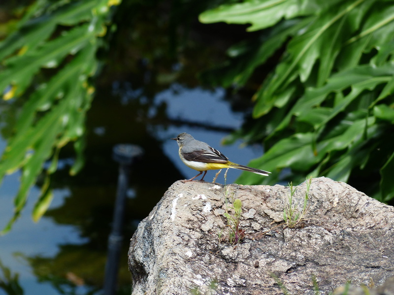 close-up, animal themes, yellow, songbird, day, rock, langschwänzig, white, mountain stilt, no people, motacilla cinerea, vertebrate, focus on foreground