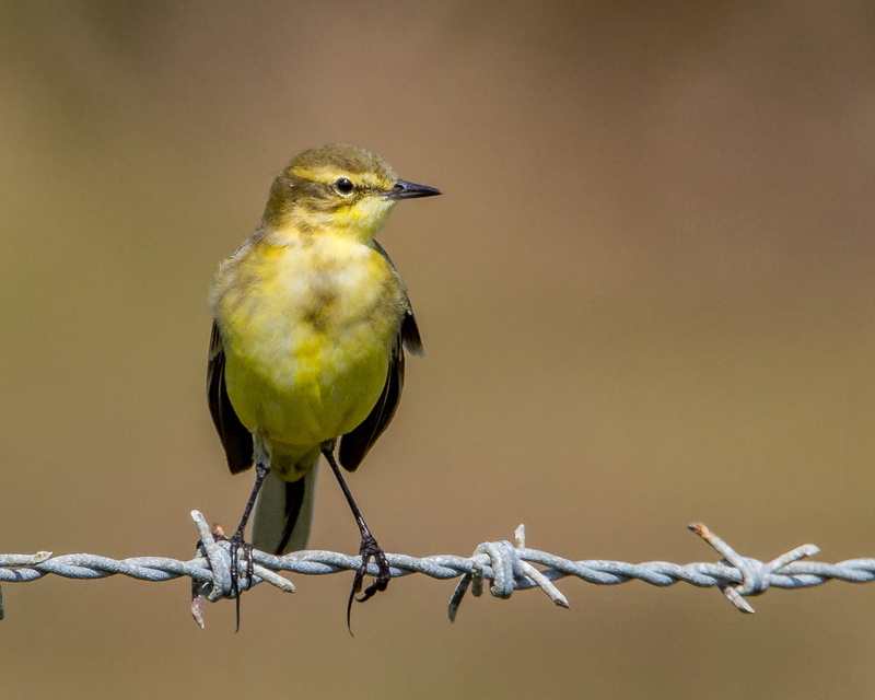 wildlife, 720P, EXPLORE, beak, yellow, Yellow Wagtail, animal, close, close up, feather, black, black bird, bird, Hampshire, photo, nature, wagtail