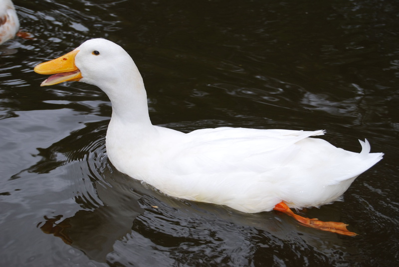 white, animal neck, white color, waterfowl, animal themes, high angle view, one animal, animal, beak, water, nature, bird, feather, swimming Animal, White