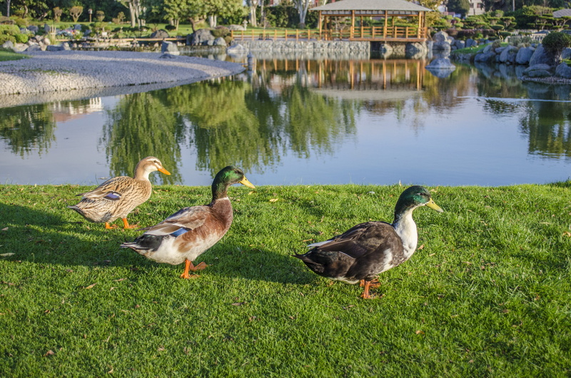 nature, plant, vertebrate, birds, gosling, body of water, nature reserve, 4K, green color, water, animal themes, pond, lawn, day, animal wildlife, grass
