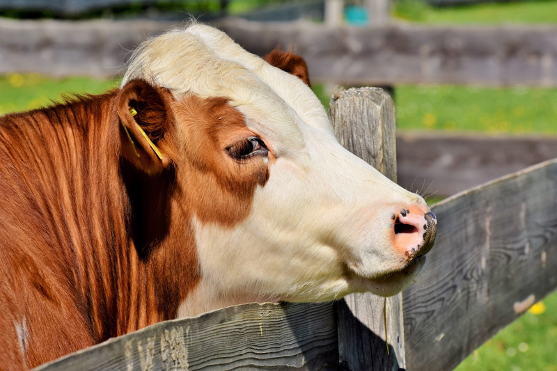 mammal, dairy cattle, 5K, vertebrate, cattle, cow, day, no people, animal mouth, livestock, spotted, nature, animal world, horns, animal themes, milk