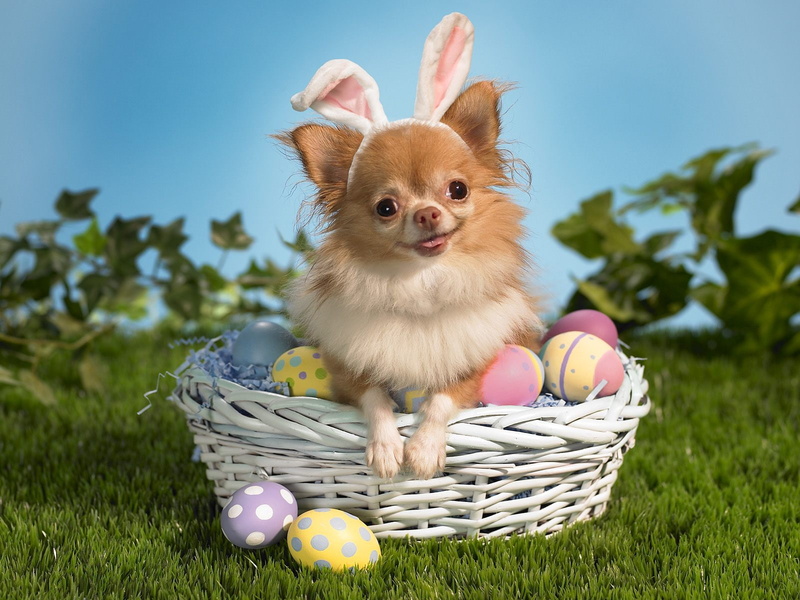 haired, bunny, easter, long, white, tan, wishes, chihuahua, happy, 720P