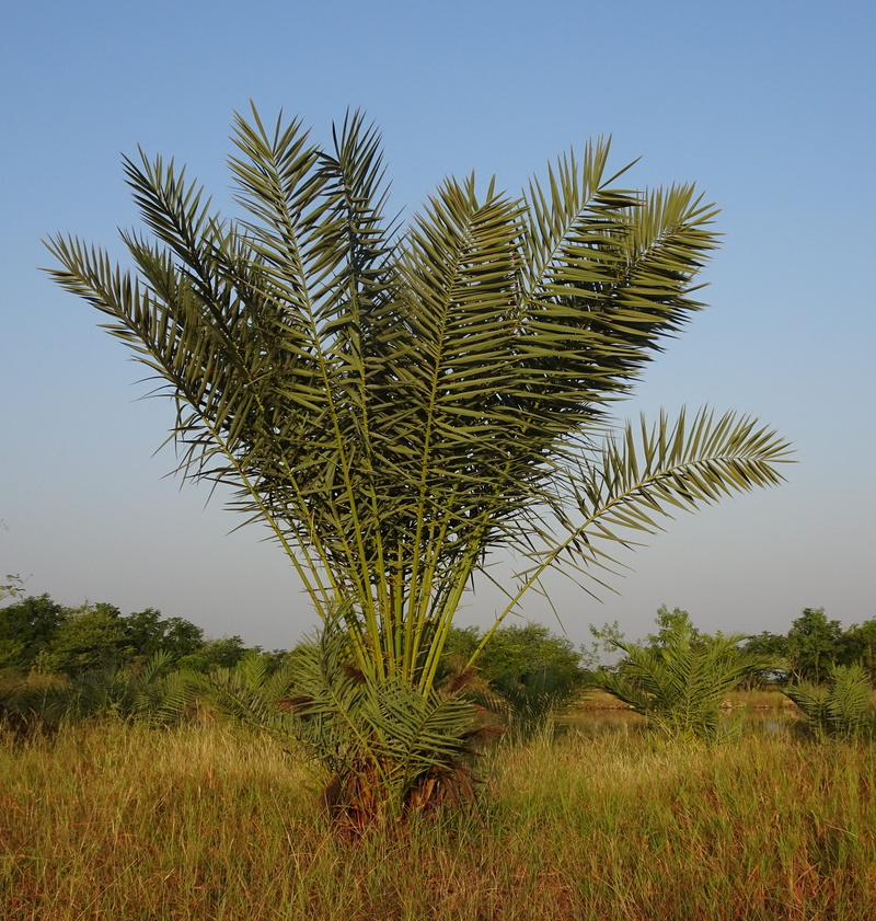 bajana, tranquility, young, green color, scenics - nature, plantation, land, grass, clear sky, no people, arecaceae, 2K, tree, landscape, phoenix dactylifera