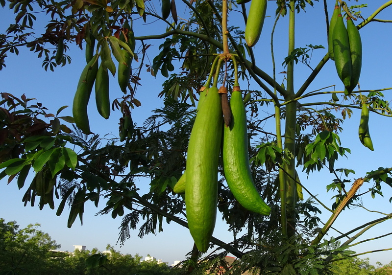 ripe, vegetable, low angle view, safed semal, white silk-cotton tree, india, food and drink, banana, bombacaceae, hanging, plant, day, beauty in nature