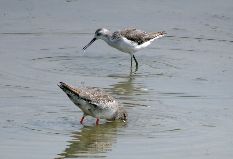 day, group of animals, lake, tringa stagnatilis, india, animal, wildlife, marsh sandpiper, 2K, waterfront, avian, vertebrate, bird, two animals, no people