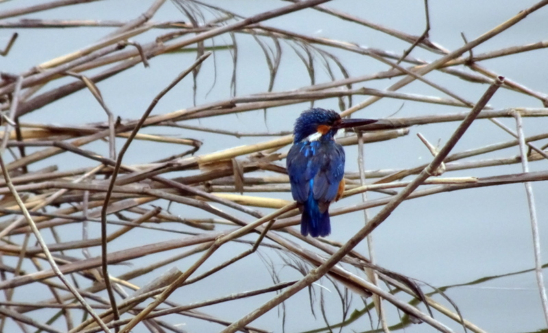 india, low angle view, river kingfisher, vertebrate, 2K, nature, plant, animals in the wild, tree, alcedo atthis, blue, one animal, bird, eurasian kingfisher