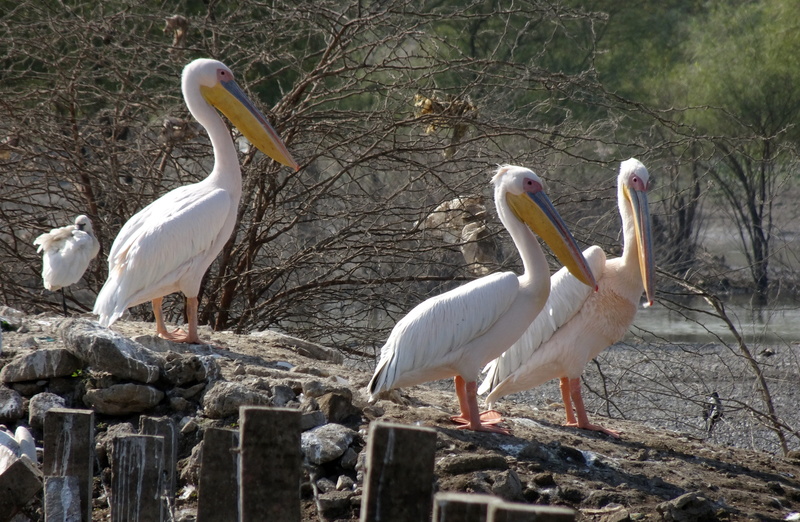 vertebrate, eastern white pelican, no people, animal themes, tree, animal wildlife, white pelican, group of animals, land, two animals, water, great white pelican