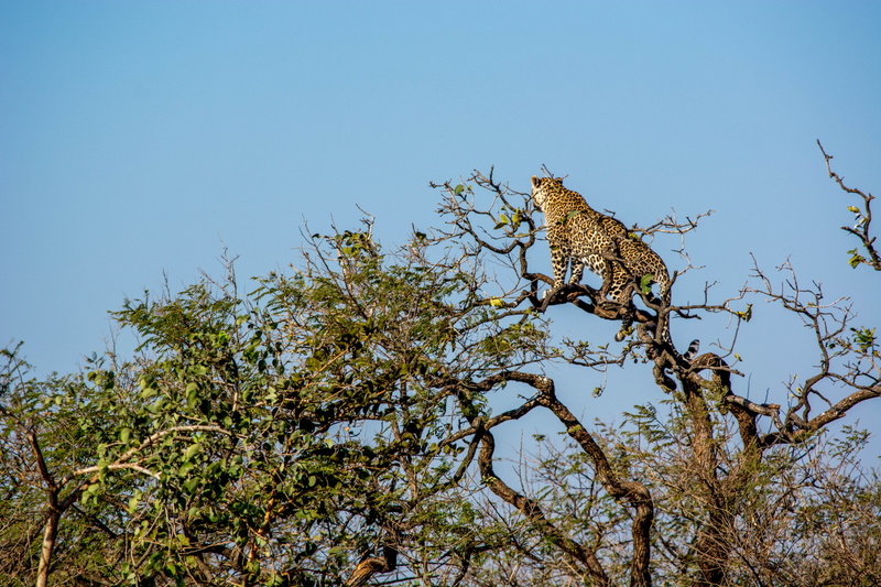 plant, undomesticated cat, travel, tiger, animal wildlife, vertebrate, wildlife, cat, gir forest, branch, gujarat, low angle view, national forest, 5K