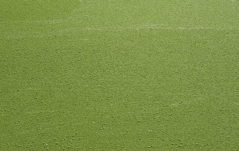 green background, weed, growth, natural, flora, pattern, full frame, wall - building feature, luxury, blank, green, no people, aquatic, textured effect