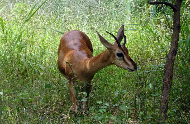 christii, rajkot, grass, tree, 4K, plant, fawn, wildlife, male, horns, g, chinkara, gujarat chinkara, animal themes, field, india, indian gazelle, herbivorous