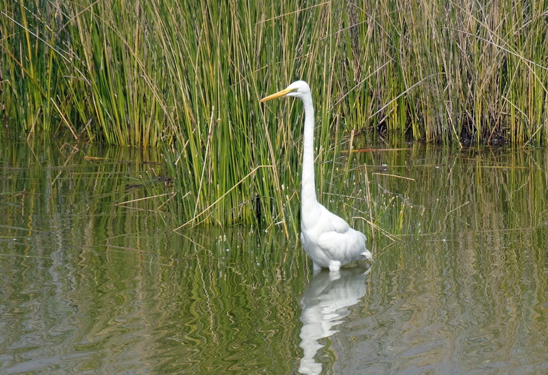 lake, reflection, animal, no people, india, large egret, animal wildlife, bird, waterfront, water bird, one animal, animal neck, swan, vertebrate, outdoors