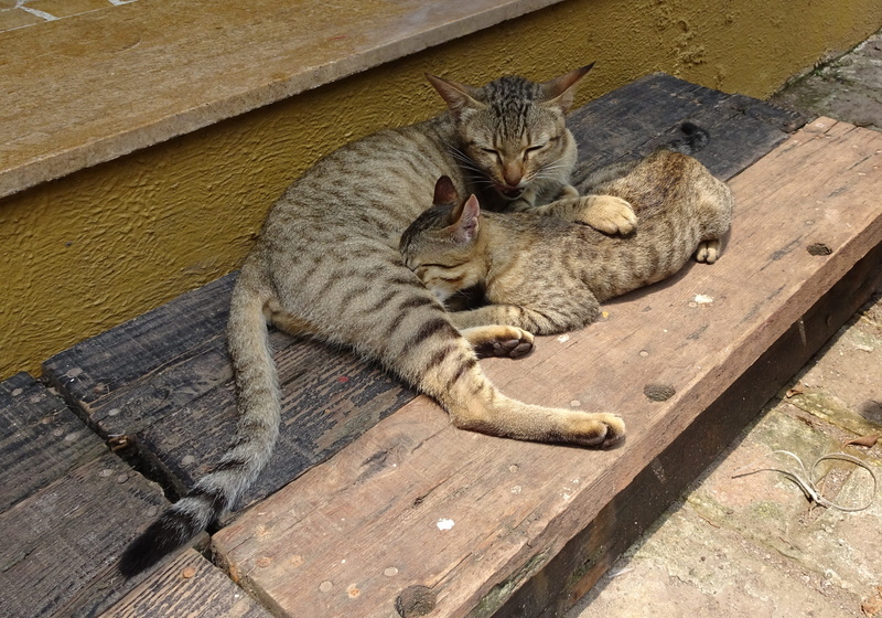 india, cute, adorable, wood - material, whisker, hybrid, high angle view, b, healthy, relaxation, domestic animals, cat, kitty, striped, gujarat, suckling