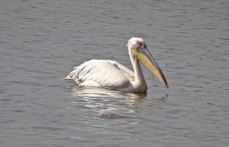 white pelican, wildlife, bird, fauna, pelecanus onocrotalus, zoology, beauty in nature, water, animal themes, day, animal, water bird, one animal, no people