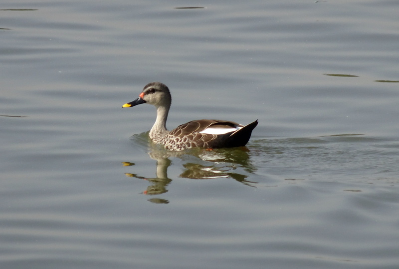 water, graceful, peaceful, water bird, animals in the wild, wildlife, day, no people, beauty in nature, bird, waterfowl, animal wildlife, spot-billed duck