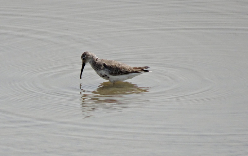 nature, young animal, water, gujarat, high angle view, motion, outdoors, floating on water, wader, animal, day, calidris alpina, animal wildlife, lake