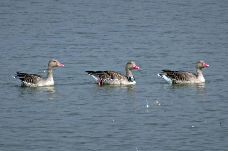anatidae, radiocollared, animals in the wild, animal, india, ornithology, beauty in nature, research, day, outdoors, waterfront, greylag goose, animal themes
