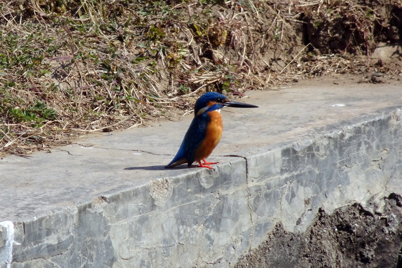 perching, high angle view, day, rock - object, outdoors, animals in the wild, india, common kingfisher, rock, kingfisher, no people, solid, vertebrate