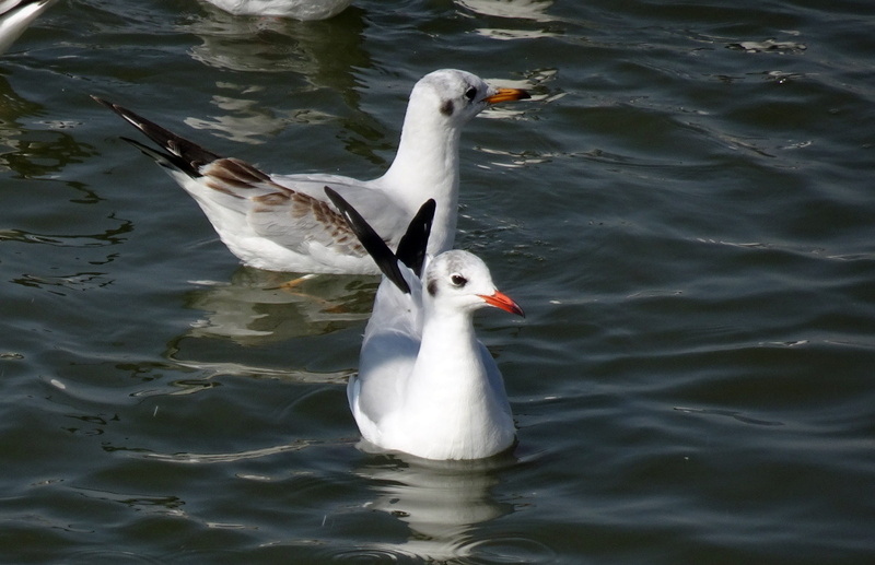 rippled, beak, vertebrate, animal wildlife, gull, animals in the wild, animal, reflection, avian, small gull, bird, swimming, day, chroicocephalus ridibundus