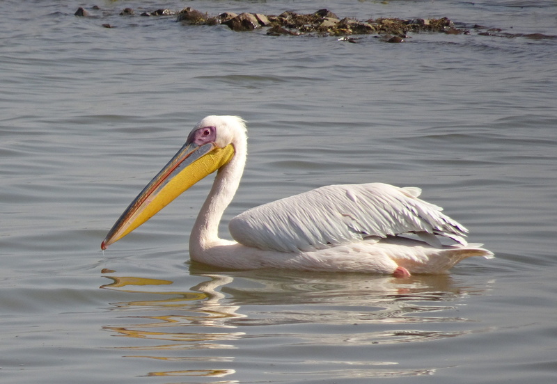 2K, pelecanus onocrotalus, no people, wildlife, nature, pelican, rippled, animal wildlife, swimming, beak, rosy pelican, day, animal neck, vertebrate