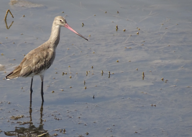pool, shorebird, beach, water bird, avian, zoology, fauna, lake, black-tailed godwit, nature, beauty in nature, vertebrate, animal wildlife, swamp, gujarat
