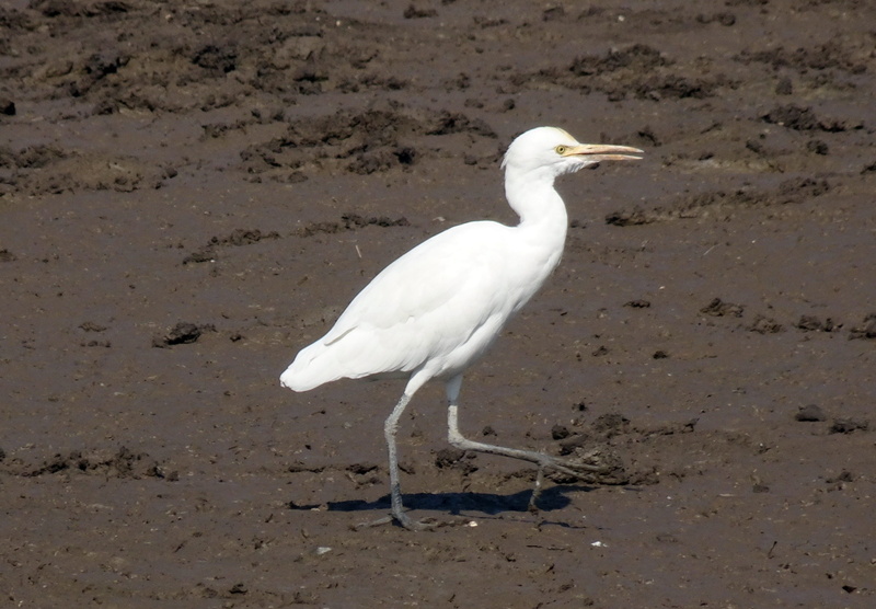 side view, wildlife, animal themes, gujarat, full length, day, great egret, cattle egret, vertebrate, animal, india, white color, 2K, beach, one animal