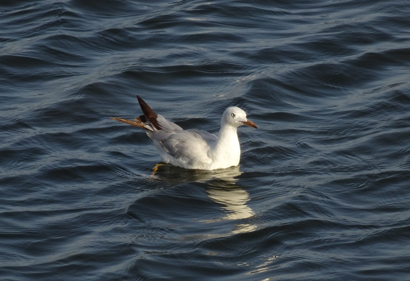 looking away, gujarat, india, avian, swimming, outdoors, no people, beauty in nature, animals in the wild, gull, waterfront, water, nature, vertebrate