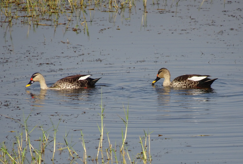 animal, no people, india, swimming, peaceful, spot-billed duck, animal family, poultry, water, animal wildlife, fauna, mallard duck, gujarat, anas poecilorhyncha