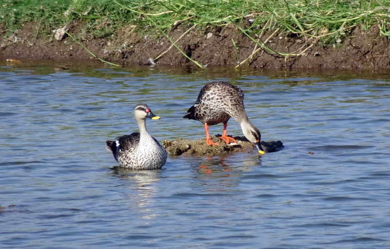 lake, pond, water bird, water, gujarat, vertebrate, swimming, lakeside, beauty in nature, no people, nature, waterfront, anas poecilorhyncha, bird, india