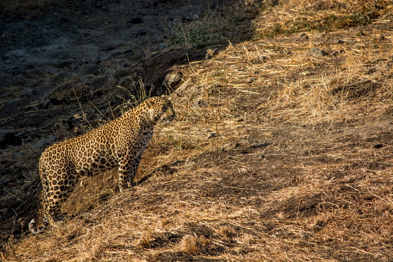 national forest, forest, wildlife, 5K, animal themes, land, panther, tiger, india, mammal, trees, gujarat, animal wildlife, gir forest, one animal, carnivora