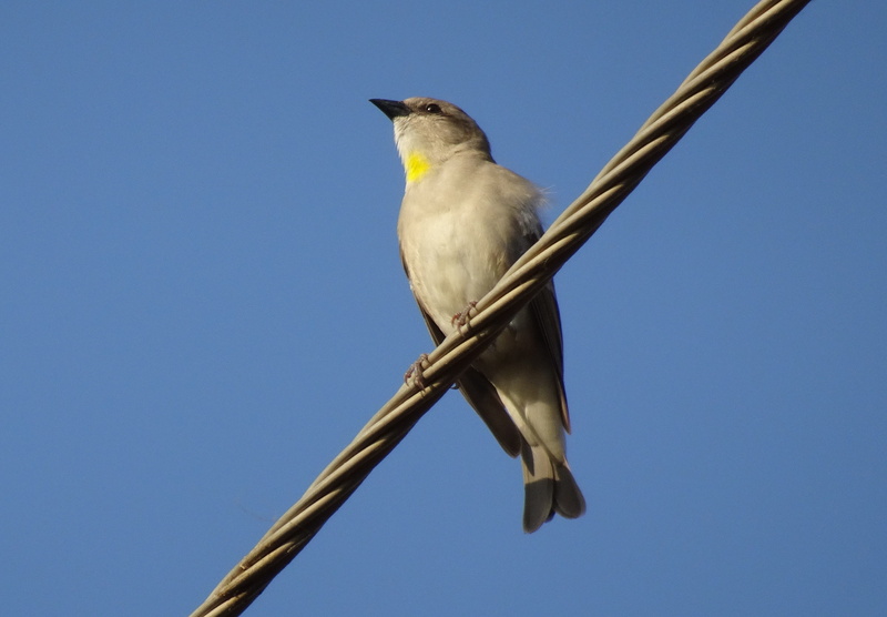 blue, chestnut-shouldered petronia, sparrow, close-up, avian, animal wildlife, animals in the wild, full length, bird, looking, vertebrate, bajana, lrk