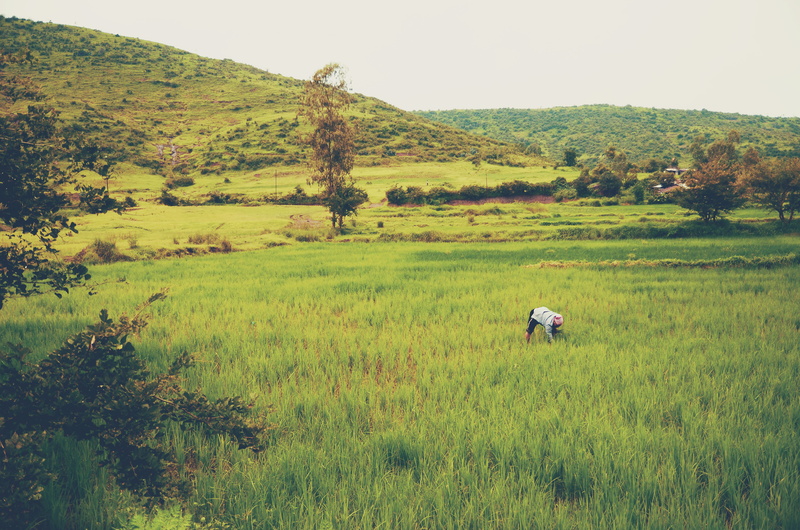 worker, outdoors, land, nasik, farm, hiking, plants, one person, rural scene, trees, nashik, plant, green, rice, real people, walk, 4K, village, farming