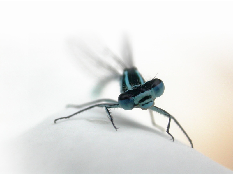 1080P, dragon fly, wit, damselfly, fly, macro, close-up, nature, azure, black dragon, high key, white, dragon, Azure Damselfly, wildlife, Nikon, insect
