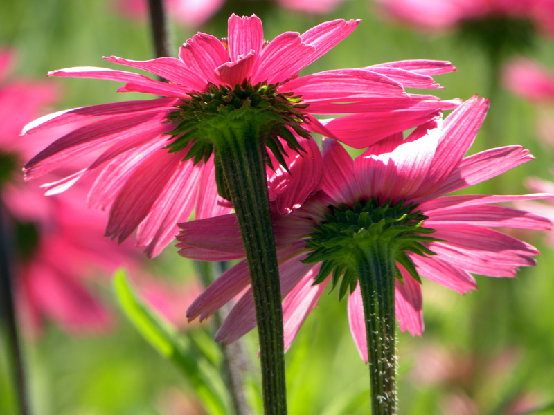 4K, millennium park, flower Head, close up photography, petal, pink, close-up, lurie garden, chicago  illinois, nikon  coolpix  p90, photography, plant