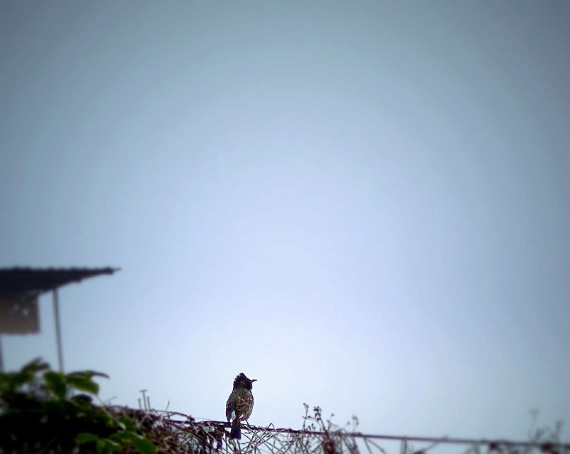 transportation, men, unrecognizable person, low angle view, tree, lifestyles, outdoors, day, sky, bird, nature, coolpix, clear sky, real people, 720P