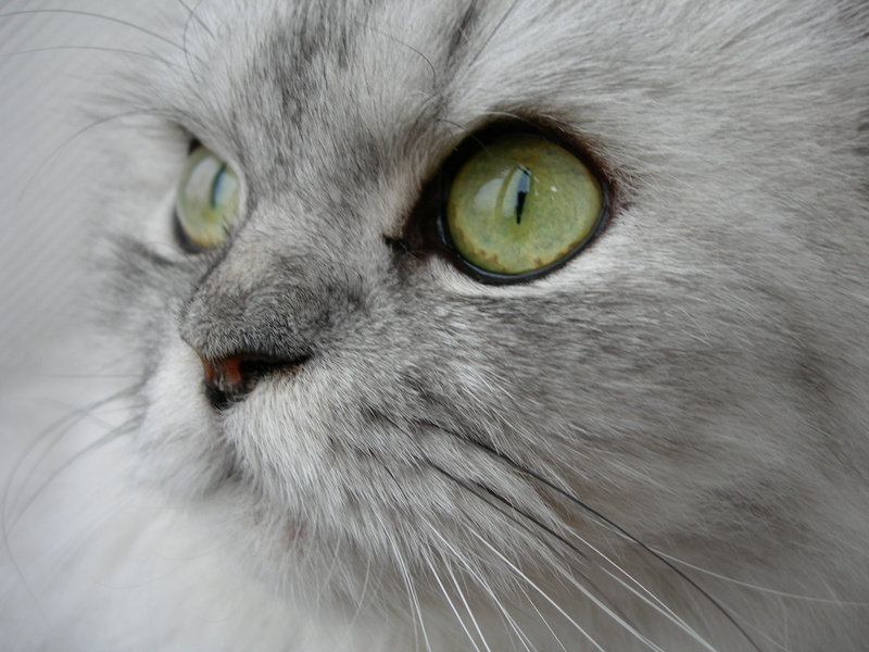 nature, silver, domestic Cat, animals, chats, Nikon, cute, Fabulous, cat, feline, animal, persian  cat, white, white cat, pet, looking, portrait, chat