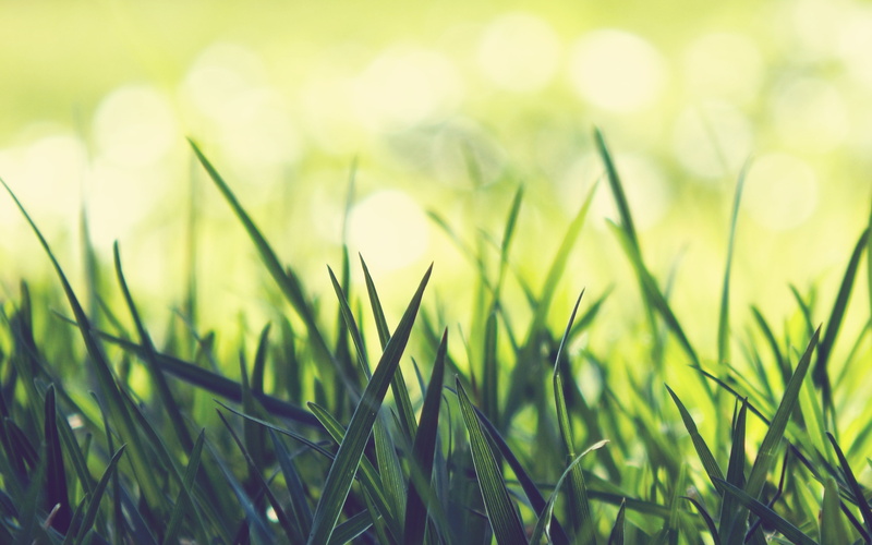 explore, light  green, close-up, grass, springtime, freshness, outdoors, summer, environment, 4K, photography, Nikon  Coolpix, meadow, Soft, grasses, backgrounds