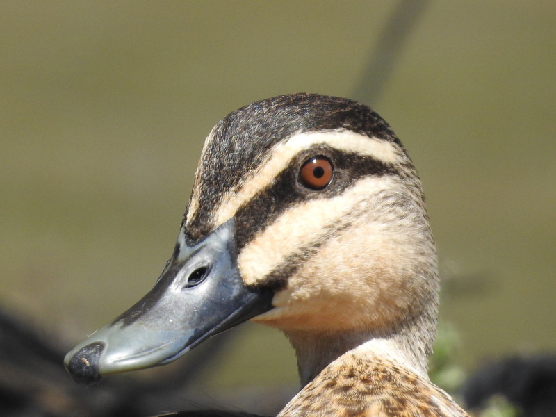 side view, pond, animal, quack, digital photography, close-up, animal head, no people, australia, animal eye, animals in the wild, duck, brisbane, day