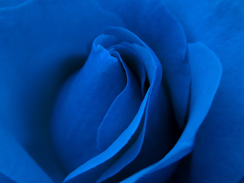 photo, blue flower, blue rose, NO LIMITS, beautiful, macro, nikon  coolpix, close-up, plant, backgrounds, nature, blue, petal, Pictures, 720P, flower
