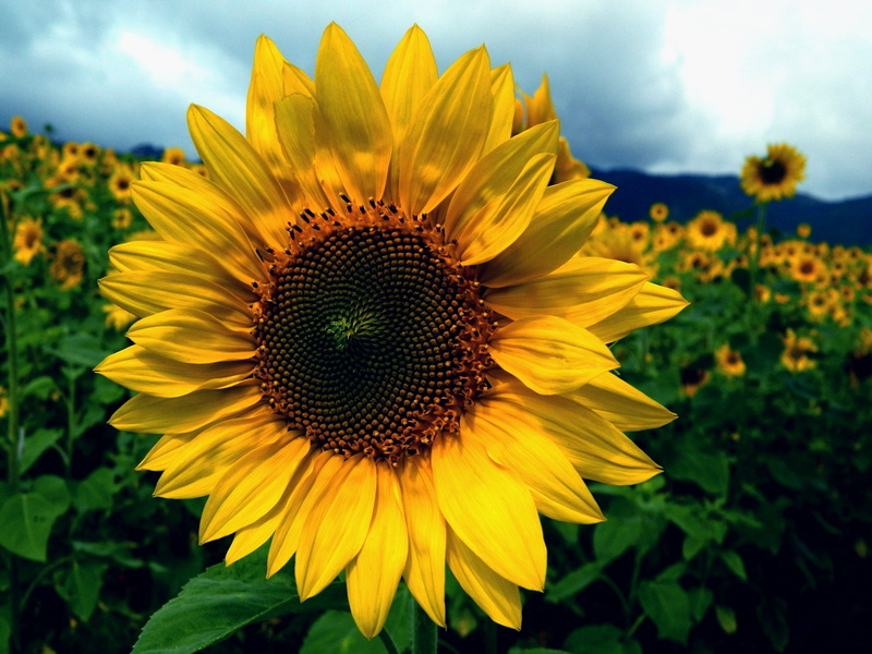 petal, day, summer, field, plant, macro, flower, sun, yellow, outdoors, time, rural Scene, nature, nikon coolpix, sky, agriculture, 1080P, gundlupete