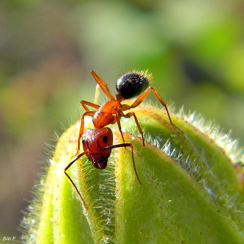 Myrmecology, macro, Sweetbay natural area, Camponotus floridanus, Hibiscus furcellatus, 480P, binomial, cactus, Fondness, insect, fire, leaf, taxonomy