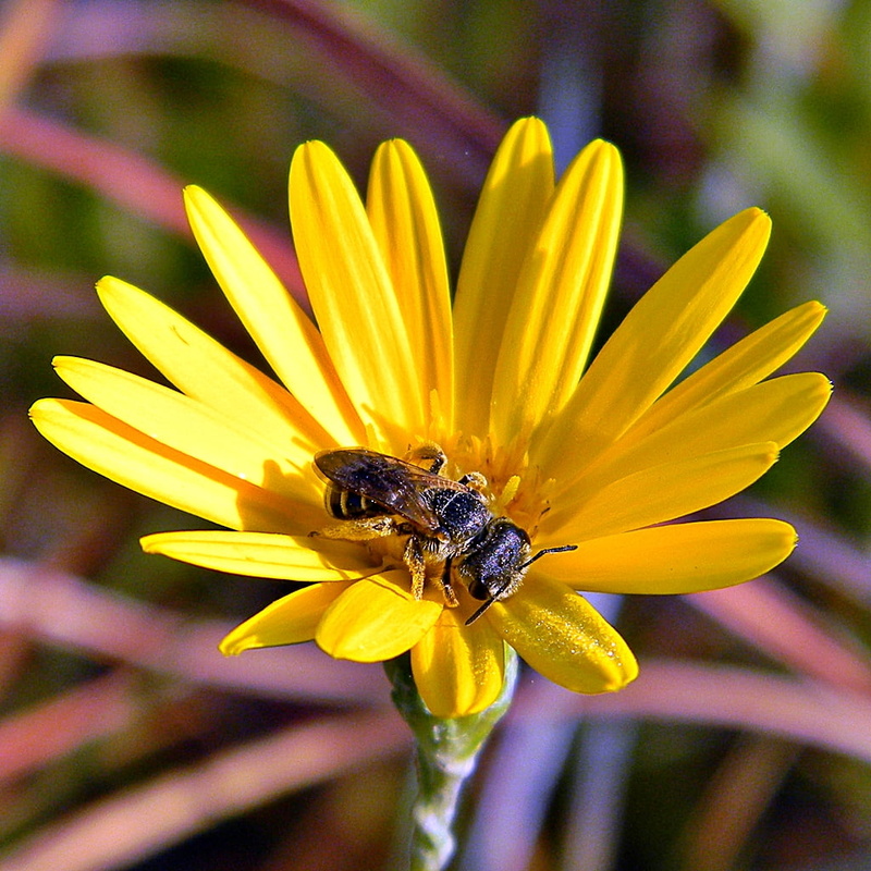 macro, Solitary Bees, nature, nectar, close-up, collecting, summer, Nikon Coolpix L110, Halictus, brown, Florida, Sleeping Bee, petal, insect, bee, 480P