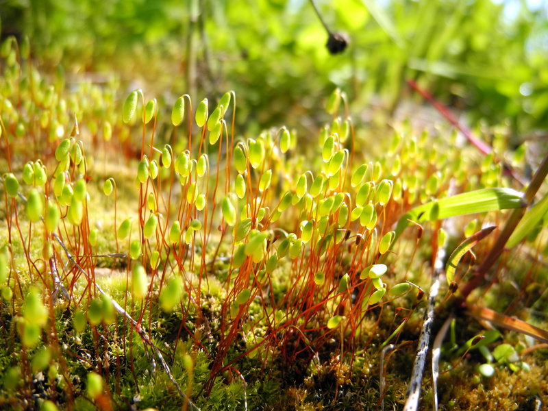 growth, leaf, Forest, green Color, close-up, Nikon  Coolpix  P7100, plant, summer, outdoors, photo, sprouts, 2K, Nature, freshness, grass, season, closeup