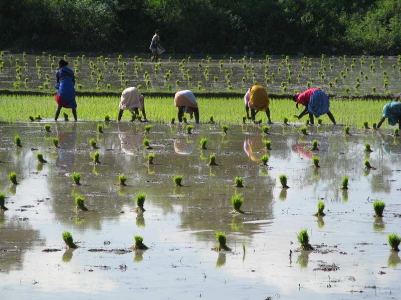 plant, india, outdoors, waters, rice, 5K, farmer, domestic, day, farmers, domestic animals, animal wildlife, south india, farm, real people, men, wet