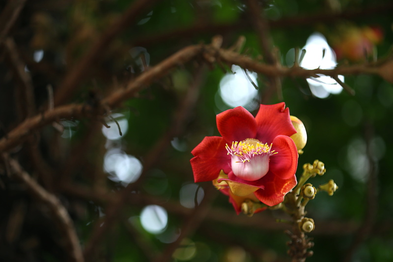 quality, flower, tropical rainforest, colorful, tropical, cannonball tree, plant, beauty in nature, garden, petal, photography, spirituality, focus on foreground