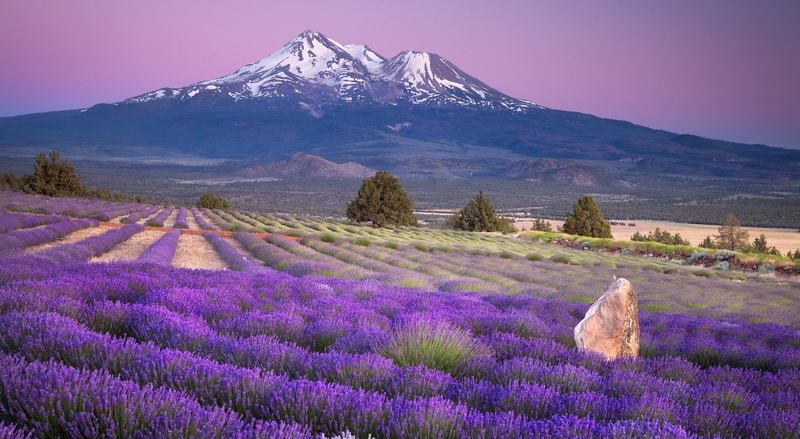 outdoors, Mount, white, plant, flowering plant, tranquility, United States, landscape, land, cold temperature, scenics - nature, lavender, mountain, field